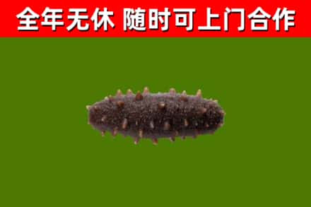 酒泉回收海参干